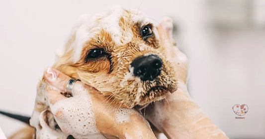 Chien cocker en plein bain de toilettage, illustrant le guide complet Animours pour l'entretien et l'hygiène des animaux.