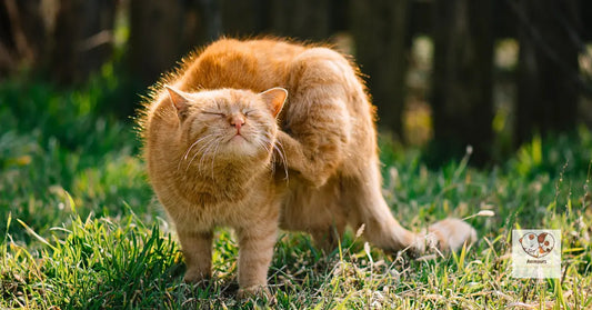 Chat qui se gratte : alerte acariens et poils morts dans la maison. Animours Expert.