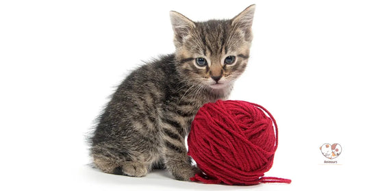 Chaton tigré et pelote de laine, guide des essentiels pour chats par Animours.