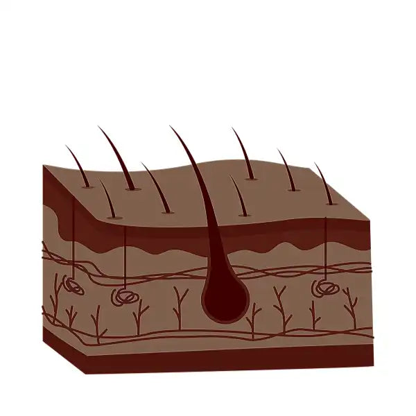 Schéma anatomique du follicule pileux animal montrant la racine du poil dans le derme, illustrant la phase télogène et l'accumulation de sébum.