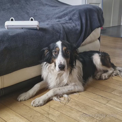 Regardez l'efficacité de notre brosse sur les poils de Border Collie incrustés. Un seul passage suffit pour retrouver un canapé comme neuf.